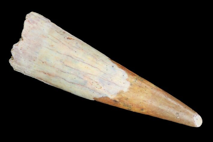 Pterosaur (Siroccopteryx) Tooth - Morocco #93171